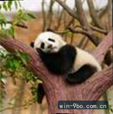 王少
